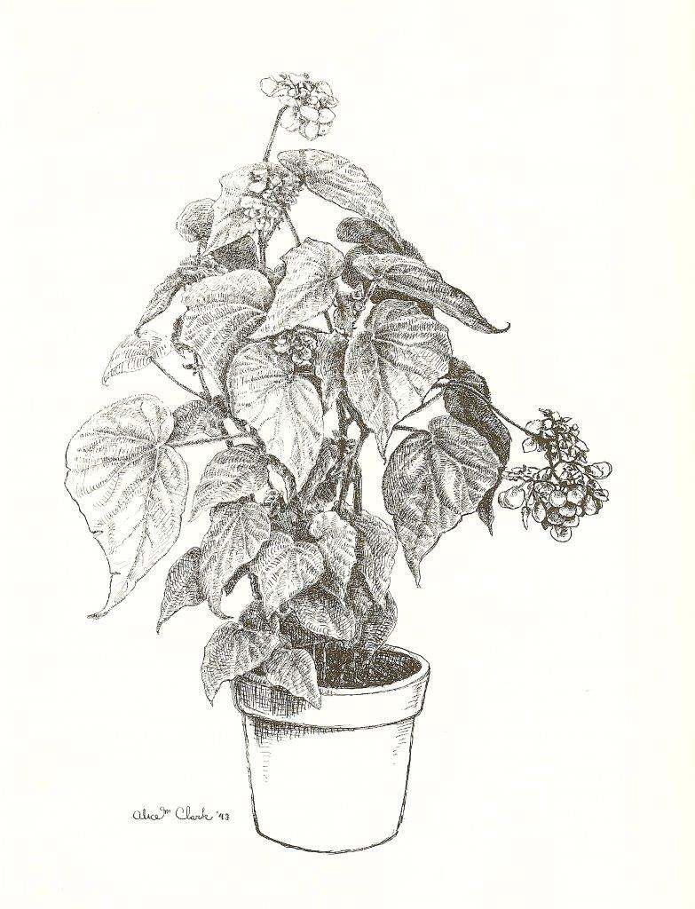 B. ‘Morgana’